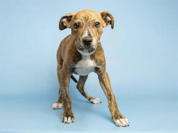 Pit Bull Terrier Dogs Available for Adoption in Phoenix, Arizona - NACHO | PetCurious