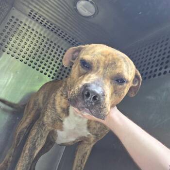 Mixed Breed Dogs Available for Adoption in Columbus, Georgia - 05/09/2026-Stray-LaddStreet-2-"Tiger" | PetCurious