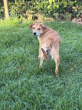 Flame -  Golden Retriever Mix Dog for Adoption in Knoxville, Tennessee - Flame | PetCurious