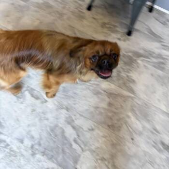 Rusty -  Pekingese Dog for Adoption in Summerlee, West Virginia - Rusty | PetCurious