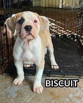Biscuit -  Bulldog and Boxer Dog for Adoption in Youngstown, Ohio - Biscuit | PetCurious
