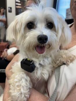 Lizzie -  Maltese Dog for Adoption in Holly Springs, North Carolina - Lizzie | PetCurious
