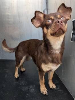 Chihuahua Dogs Available for Adoption in San Antonio, Texas - CHARLOTTA | PetCurious
