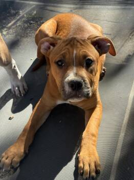 Savi -  Pit Bull Terrier Dog for Adoption in Fenton, Missouri - Savi | PetCurious
