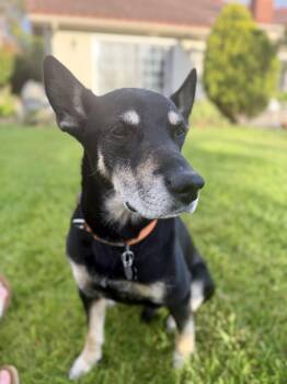 Kyle -  Australian Kelpie and Terrier Dog for Adoption in Roseville, California - Kyle | PetCurious