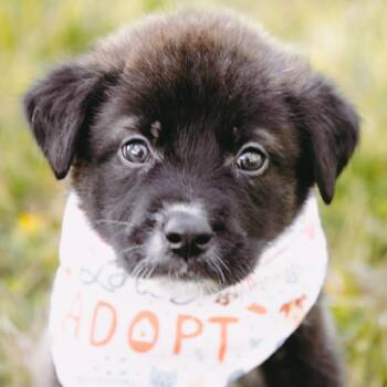 Collie and Shepherd Dogs Available for Adoption - Hot Pocket D10922 *Arriving 5/1* | PetCurious