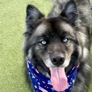 Hunter -  Siberian Husky Dog for Adoption in Largo, Florida - Hunter | PetCurious