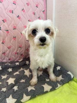 Maltese Dogs Available for Adoption in Pacolet, South Carolina - Paula Mar 26 | PetCurious