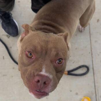 Daken -  Mixed Breed Dog for Adoption in Edwardsville, Illinois - Daken | PetCurious