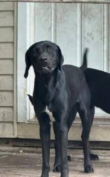 Forest -  Labrador Retriever and Pointer Dog for Adoption in Lake Wylie, South Carolina - Forest | PetCurious