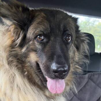German Shepherd Dog Dogs Available for Adoption in New Ringgold, Pennsylvania - Mia 26-194 | PetCurious