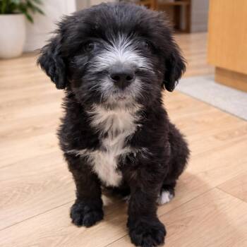 Standard Poodle and Australian Shepherd Dogs Available for Adoption - Zoe | PetCurious