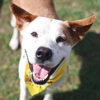 BUZZ -  Australian Cattle Dog Blue Heeler Dog for Adoption in San Antonio, Texas - BUZZ | PetCurious