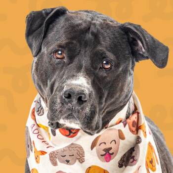 Pit Bull Terrier Dogs Available for Adoption in Reno, Nevada - Nitro | PetCurious