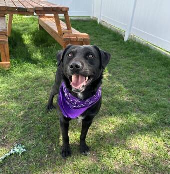 Labrador Retriever and Australian Cattle Dog Blue Heeler Dogs Available for Adoption in Logan, Utah - Toro | PetCurious