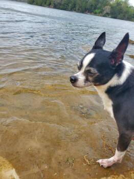 Chihuahua Dogs Available for Adoption in Mt. Juliet, Tennessee - Zeus | PetCurious