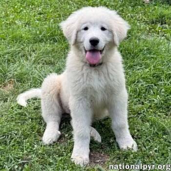 Anna in OH - Full Of Happy Energy -  Great Pyrenees Dog for Adoption in Beacon, New York - Anna In OH - Full Of Happy Energy | PetCurious