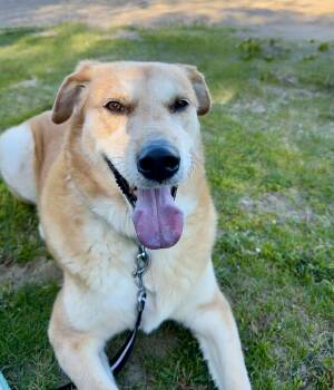 Yellow Labrador Retriever and Mixed Breed Dogs Available for Adoption in Toronto, Ontario - Wylie | PetCurious
