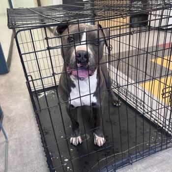 Rambo -  Mixed Breed Dog for Adoption in Philadelphia, Pennsylvania - Rambo | PetCurious
