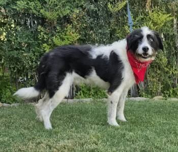 Alfie -  Terrier Dog for Adoption in Guthrie, Oklahoma - Alfie | PetCurious