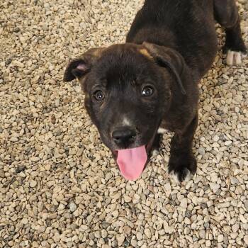Rescue Plott Hound Dogs for Adoption in Austin, Texas - Phred JuM | PetCurious
