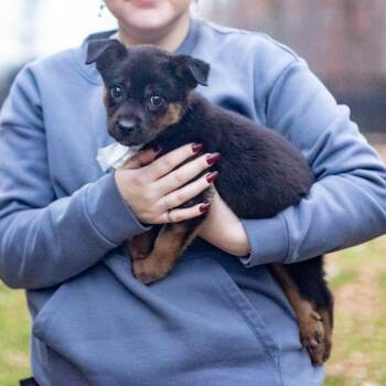 Rescue Border Collie Dogs for Adoption in West Grove, Pennsylvania - Krystal  (Female)   Avail  11/29 | PetCurious