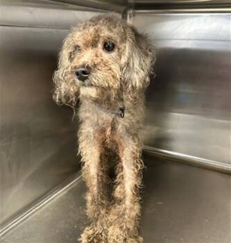 A658565 -  Poodle Dog for Adoption in Houston, Texas - A658565 | PetCurious