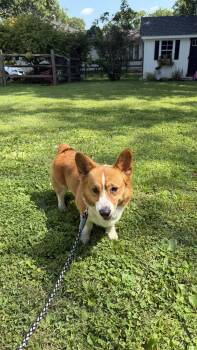 Otis -  Corgi Dog for Adoption in Doylestown, Pennsylvania - Otis | PetCurious
