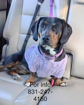 Dachshund Dogs Available for Adoption in Santa Cruz, California - Jaycee | PetCurious