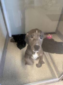 Australian Shepherd and Mixed Breed Dogs Available for Adoption - Ellie | PetCurious