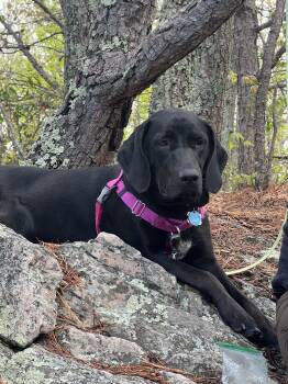 Pepper -  Black Labrador Retriever and Bluetick Coonhound Dog for Adoption in Royal Oak, Michigan - Pepper | PetCurious