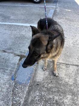 Rescue German Shepherd Dog Dogs for Adoption in Houston, Texas - A643929 | PetCurious