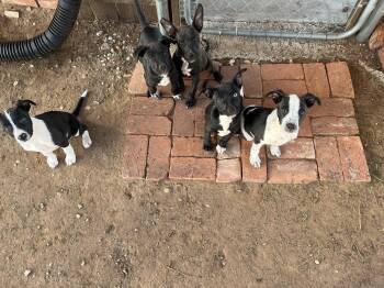 Momma and 5 puppies -  Pit Bull Terrier and Australian Cattle Dog Blue Heeler Dog for Adoption in Dripping Springs, Texas - Momma And 5 Puppies | PetCurious