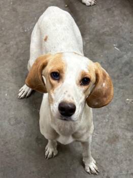 Hound Dogs Available for Adoption in Swainsboro, Georgia - Darla | PetCurious