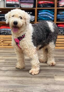 Rosie - Foster to Adopt -  Old English Sheepdog Dog for Adoption in Savage, Minnesota - Rosie - Foster To Adopt | PetCurious