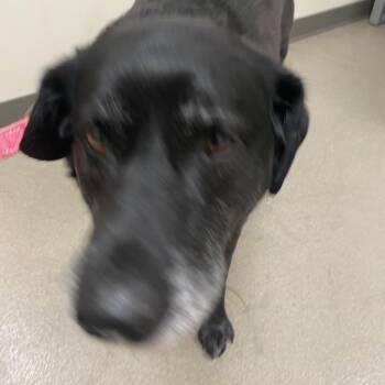 Black Labrador Retriever Dogs Available for Adoption in Lynchburg, Virginia - Duke | PetCurious