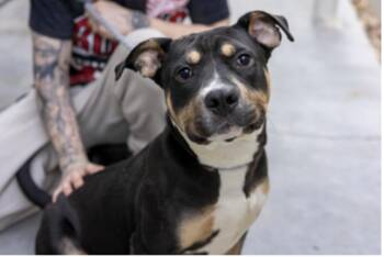 David Bowie -  Mixed Breed Dog for Adoption in Terre Haute, Indiana - David Bowie | PetCurious