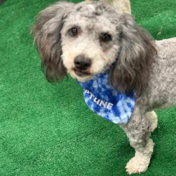 Poodle Dogs Available for Adoption in Phoenix, Arizona - Neptune | PetCurious