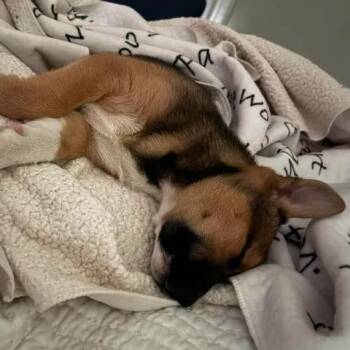 Boxer Dogs Available for Adoption in Myrtle Beach, South Carolina - Samoa | PetCurious