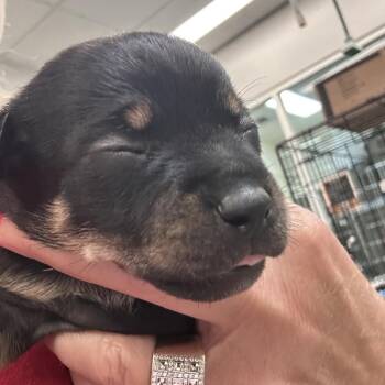 Caper Cooper -  Chihuahua and Pug Dog for Adoption in Westminster, California - Caper Cooper | PetCurious