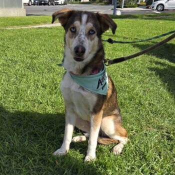 Husky and Cattle Dog Dogs Available for Adoption - BUBBLES | PetCurious