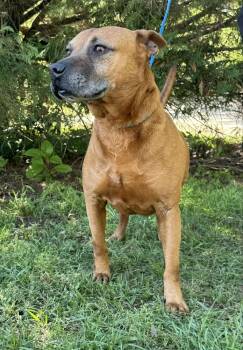 Rescue American Bulldog and Labrador Retriever Dogs for Adoption in Troy, Alabama - Russell | PetCurious