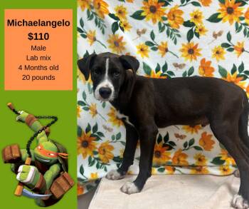 Rescue Labrador Retriever Dogs for Adoption in Decatur, Alabama - Michaelangelo | PetCurious