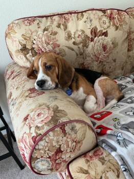 Beagle Dogs Available for Adoption - Baxter | PetCurious