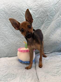 Reba -  Chihuahua and Mixed Breed Dog for Adoption in Bloomsburg, Pennsylvania - Reba | PetCurious