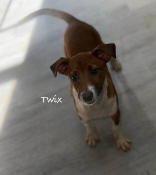 Australian Shepherd Dogs Available for Adoption in Newport, Kentucky - Twix | PetCurious
