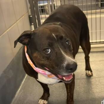 Baela -  American Staffordshire Terrier Dog for Adoption in Hagerstown, Maryland - Baela | PetCurious