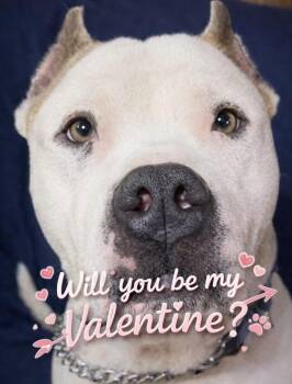 American Staffordshire Terrier and Pit Bull Terrier Dogs Available for Adoption - Hawk | PetCurious