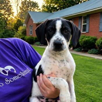 Ben -  Beagle and Australian Cattle Dog Blue Heeler Dog for Adoption in Medfield, Massachusetts - Ben | PetCurious