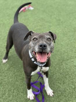 Pit Bull Terrier Dogs Available for Adoption in Cleveland, Ohio - Foxy | PetCurious